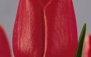 Kingdom / Кингдом