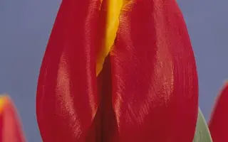 King's Cloak / Кинг'с Цлоак