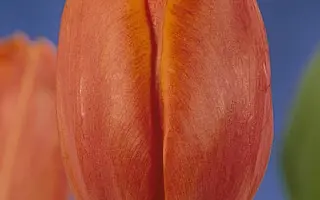 King's Orange / Кинг'с Орангэ