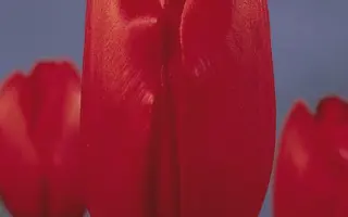 Kingsblood / Кингсблоод