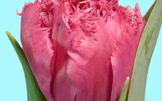 Kingston / Кингстон