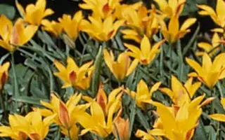 kolpakowskiana / колпакоwскиана