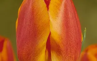 Koningin Wilhelmina / Конингин Wилhэлмина