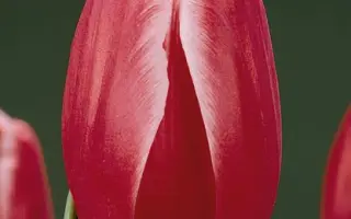 Kung-Fu / Кунг-Фу