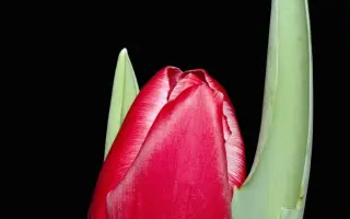 Kung Red / Кунг Рэд