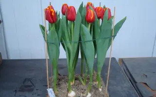 Kurhause / Курhаусэ