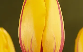 La Courtine / Ла Цоуртинэ