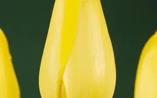 La Madeleine / Ла Мадэлэинэ