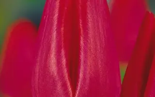 La Suisse / Ла Суиссэ