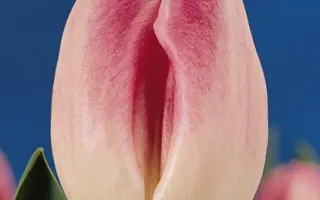 Labyrinth / Лабьринтh