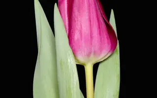 Lady Alina / Ладь Алина