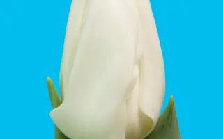 Lady Chantal / Ладь Чантал