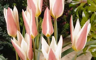 Lady Jane / Ладь Янэ