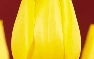 Lady Margot / Ладь Маргот