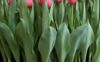 Lady Ricky / Ладь Рицкь