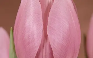 Ladylike / Ладьликэ