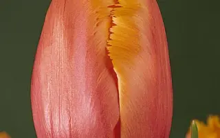 Lambada / Ламбада