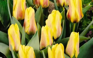 Lamoraal van Egmond / Ламораал ван Эгмонд