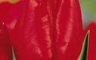 Landeneau / Ландэнэау