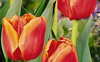 Lapin Ruska / Лапин Руска