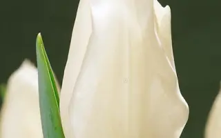 Lardinois / Лардиноис