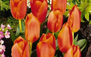 Large Copper / Ларгэ Цоппэр