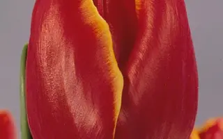 Laura Fygi / Лаура Фьги