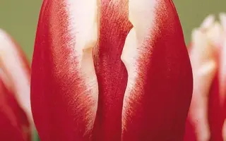 Leen van der Mark / Лээн ван дэр Марк