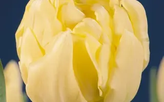 Leeuwenhorst / Лээуwэнhорст