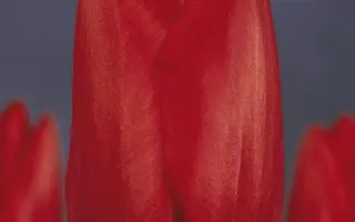 Lefeber's Memory / Лэфэбэр'с Мэморь