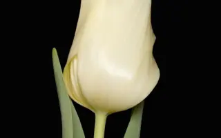 Leo van Meijel / Лэо ван Мэиел