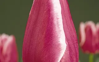 Leo Visser / Лэо Виссэр