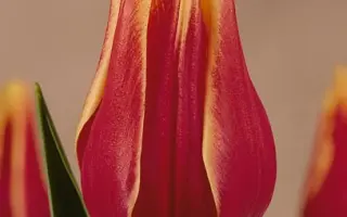 Libera / Либэра