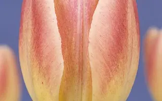 Libretto / Либрэтто