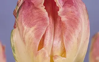 Libretto Parrot / Либрэтто Паррот