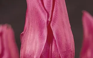 Lilac Cup / Лилац Цуп