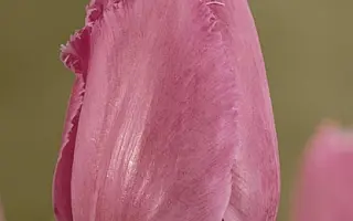 Lilac Lady / Лилац Ладь