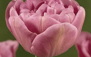 Lilac Perfection / Лилац Пэрфэцтион