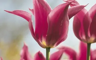 Lilac Time / Лилац Тимэ