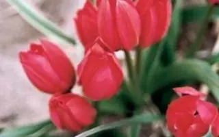 Lilliput / Лиллипут