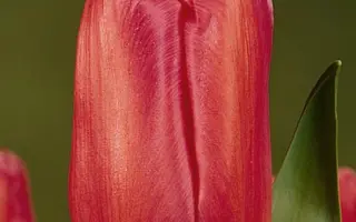 Lilo Pink / Лило Пинк