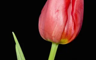 Lily Jumbo / Лиль Юмбо