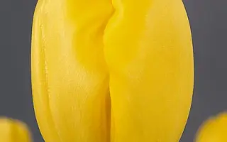 Lily Schreyer / Лиль Счрэьэр