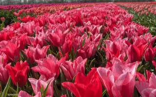 Lilycharm / Лильчарм