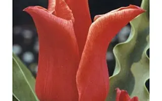 Lilystar / Лильстар