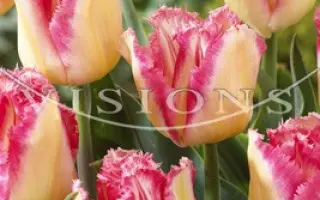 Lingerie / Лингэриэ