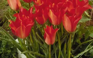 Linifolia / Линифолиа