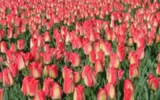 Lipgloss / Липглосс