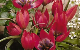 Little Beauty / Литтлэ Бэауть