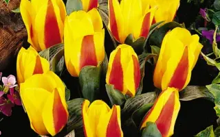 Little Diamond / Литтлэ Диамонд